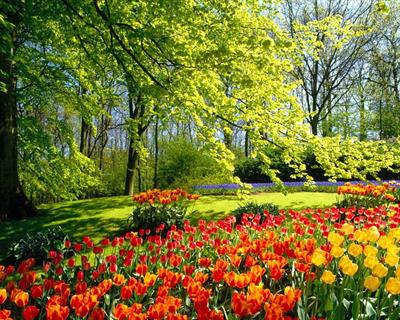 Tulip